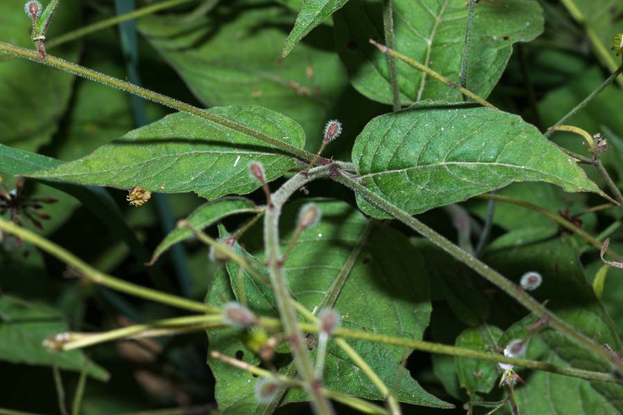 Circaea lutetiana / Erba maga comune